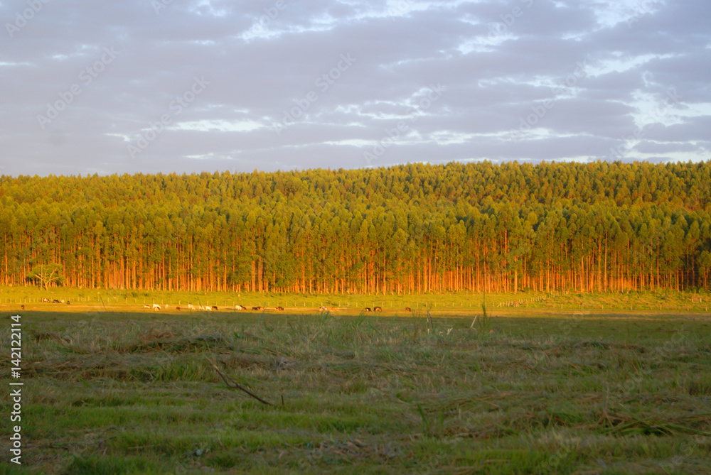 Fototapeta premium Tree Planting