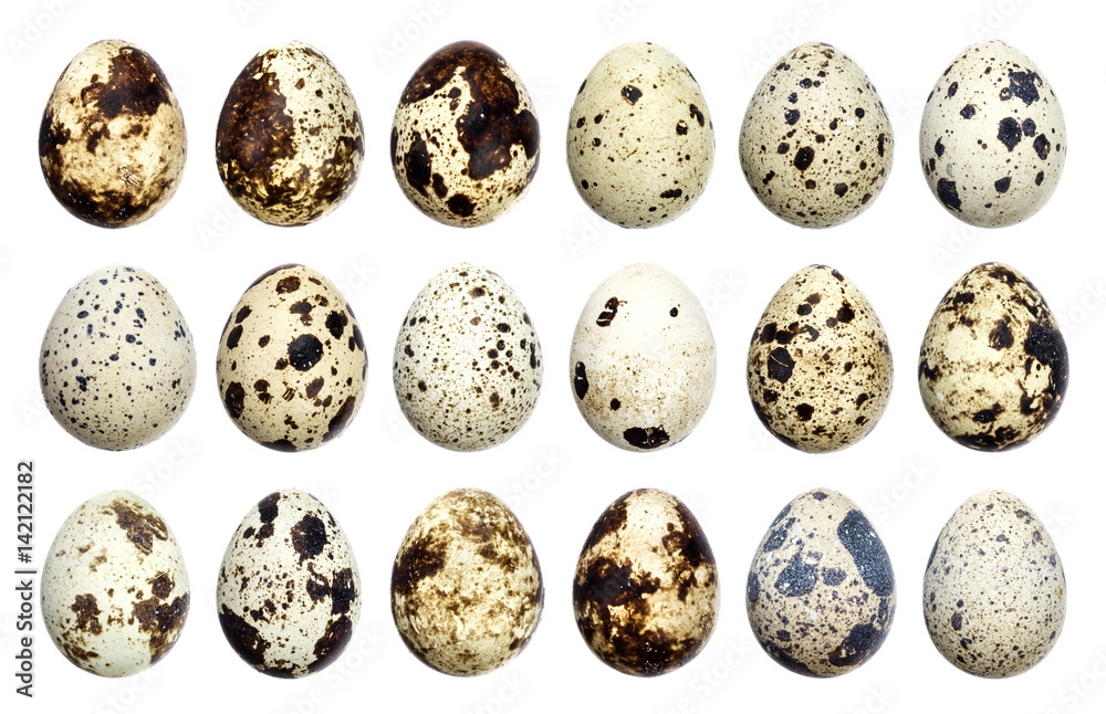 Obraz premium Isolated quail eggs. Big collection of quail eggs isolated on white background with clipping path