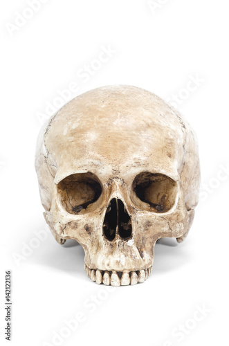 single human skull isolated on white background