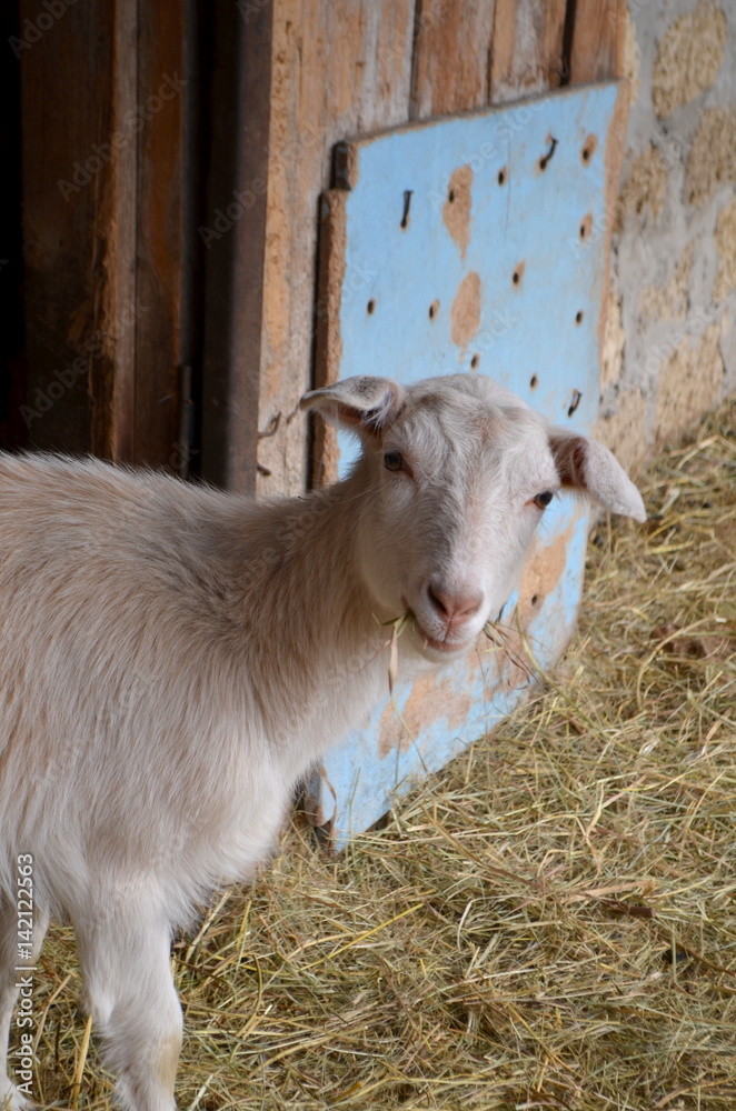 Fototapeta premium Маленькая коза - домашнее животное на ферме