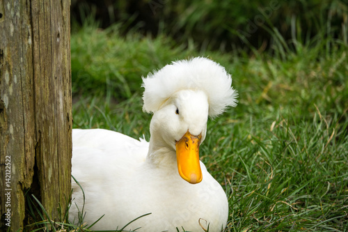 Duck with a hairdo (white crested duck)