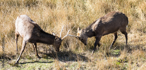 Young bucks fighting