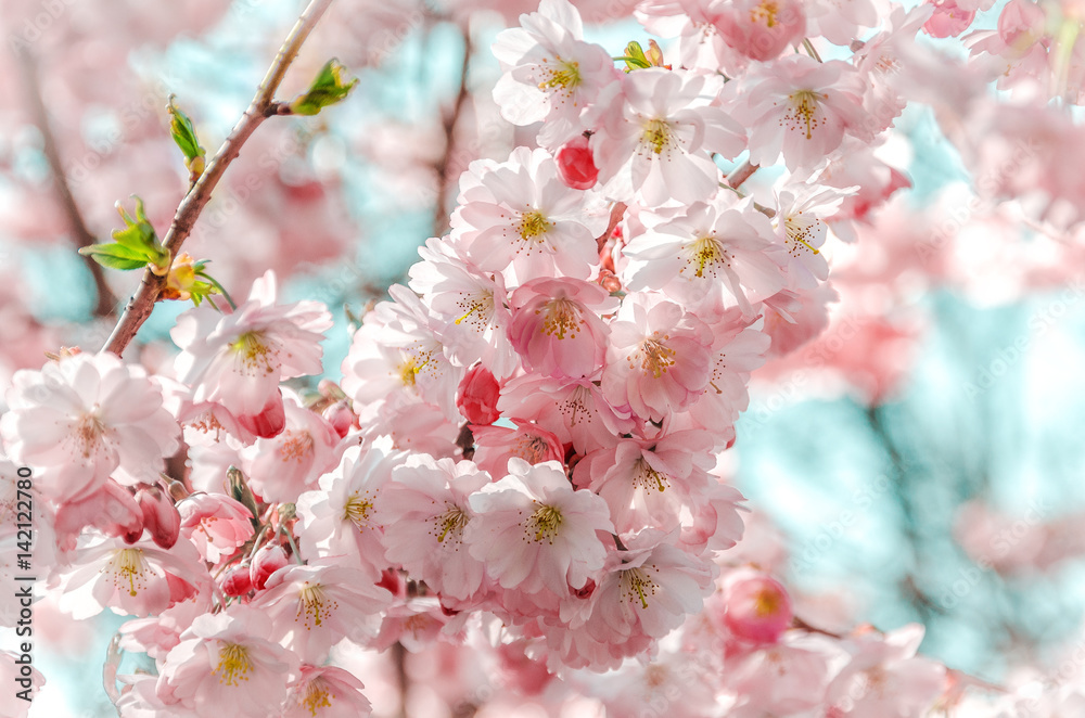 Fototapeta premium Branch with delicate flowers