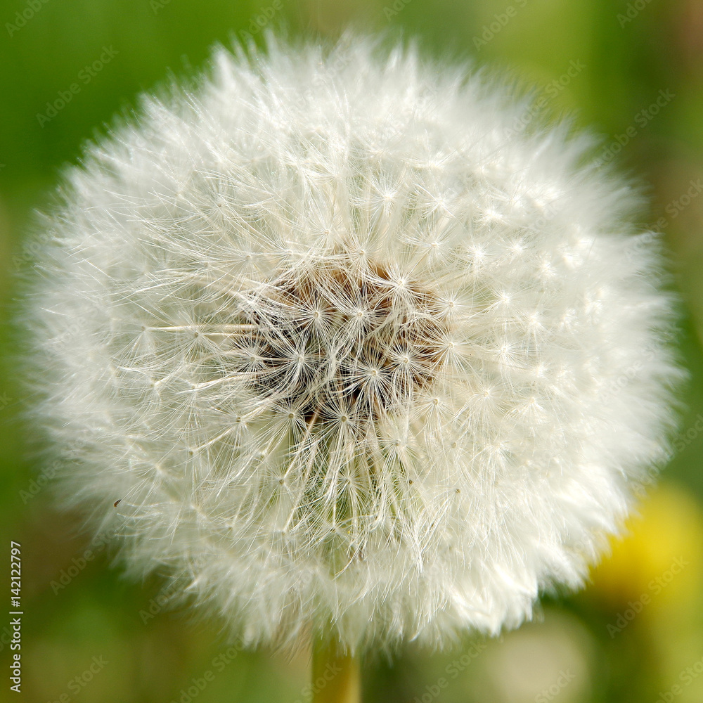 Fototapeta premium Dandelions on spring