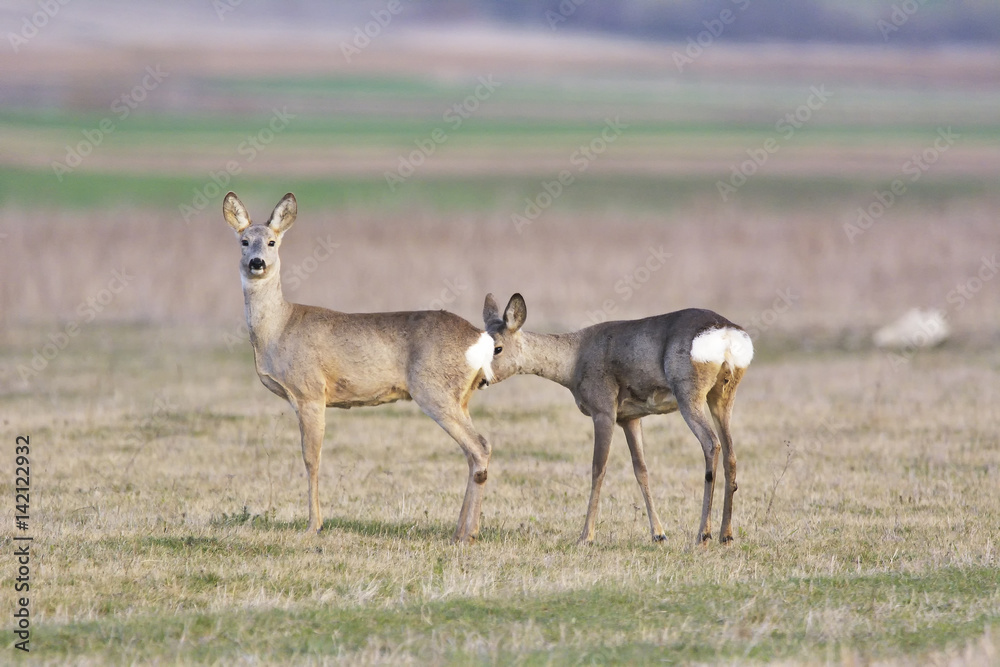 troop of roe deer