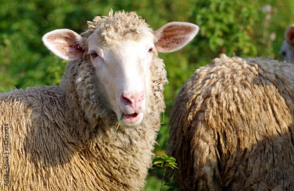 Sheep eats grass