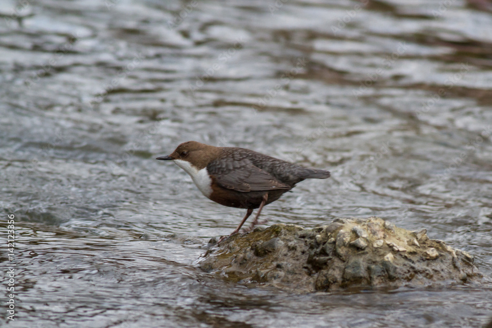 White-throated dipper, Cinclus cinclus on a mountain river White-throated dipper, Cinclus cinclus on a mountain river