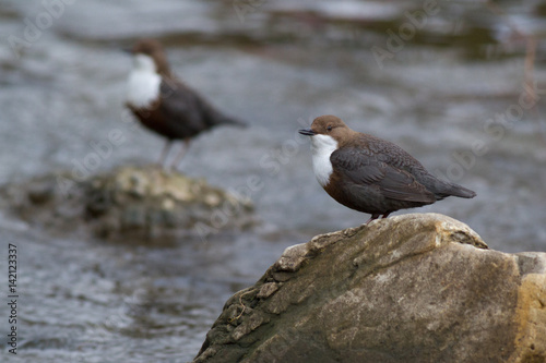 White-throated dipper, Cinclus cinclus on a mountain river