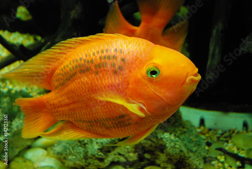 The tropical fish in aquarium 