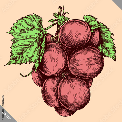 Engrave isolated grape berry hand drawn graphic illustration