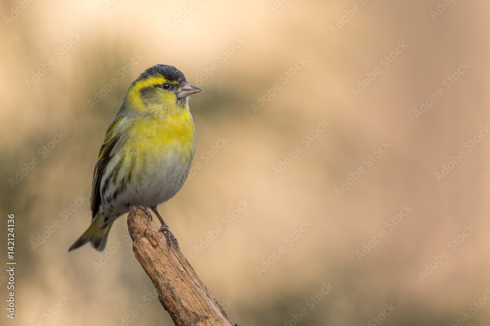Fototapeta premium European Siskin