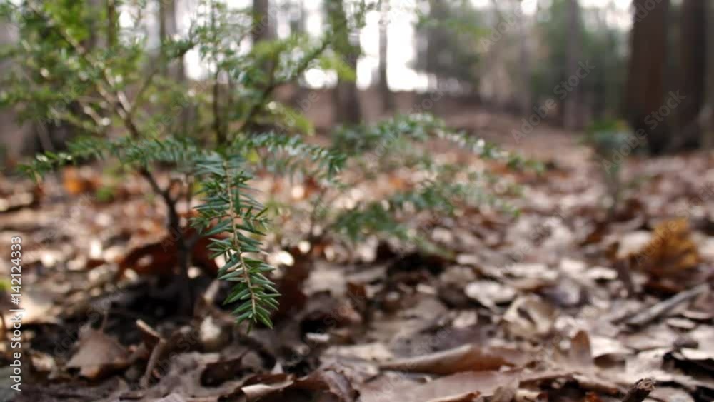 Baby Pine Tree in Western Pennsylvanian forest in morning sunlight in summer Baby Pine Tree in Western Pennsylvanian forest in morning sunlight in summer