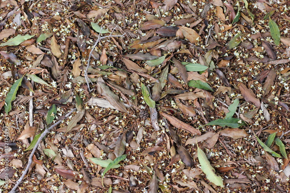 Leaves and twigs on ground background texture