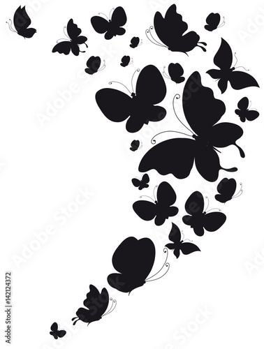 black butterfly, isolated on a white