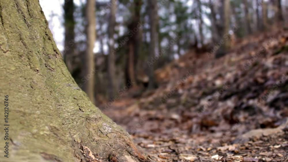 Large thick tree trunk in American decidious forest along trail in woods Large thick tree trunk in American decidious forest along trail in woods