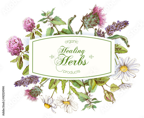 Vector herbal frame