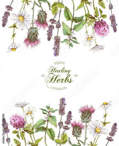 Vector herbal frame