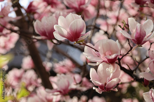 Magnolia bloom flowers. Spring season wallpaper background