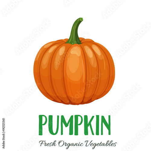 Vector pumpkin vegetable