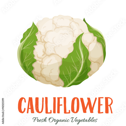 Vector cauliflower vegetable