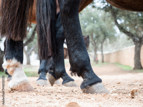 Fototapeta Naklejka Na Ścianę i Meble -  Horse hooves close up