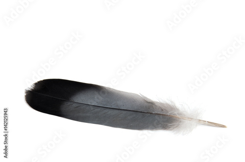 bird feather isolated on a white background