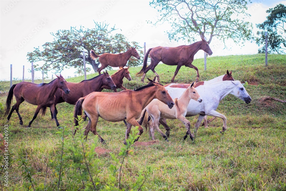 Fototapeta premium Horses