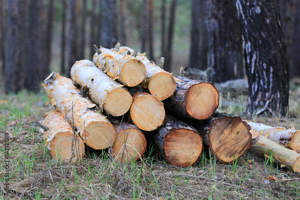 logs in pine forest