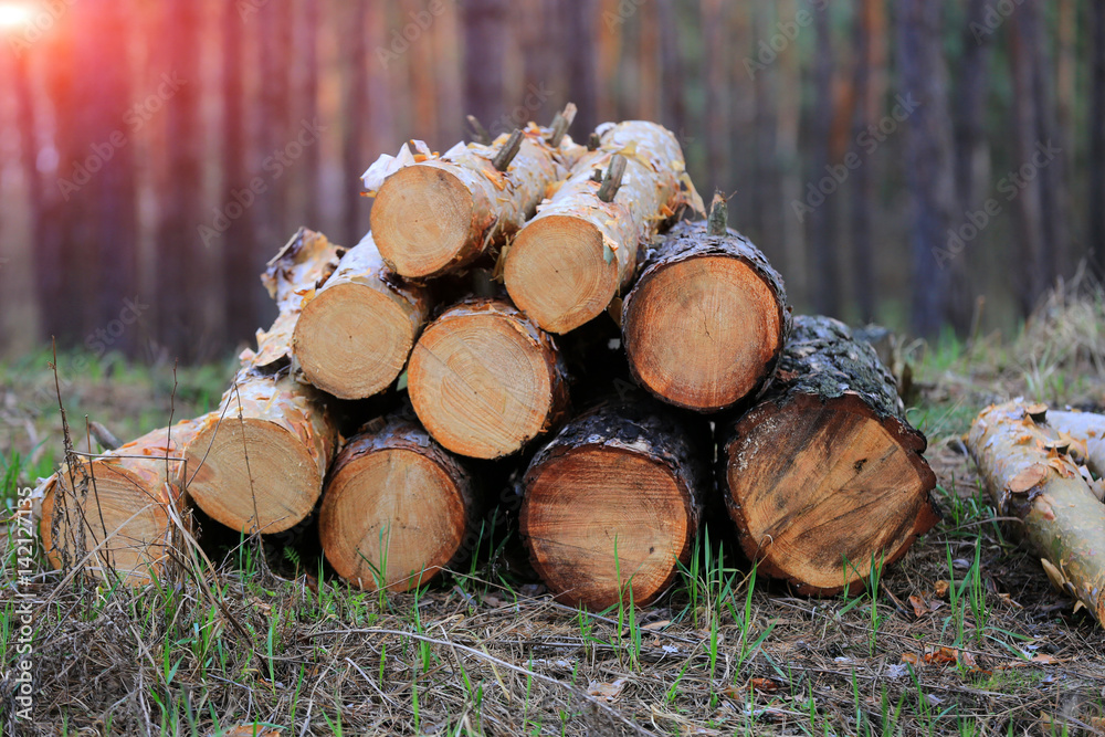 logs on evening meadow