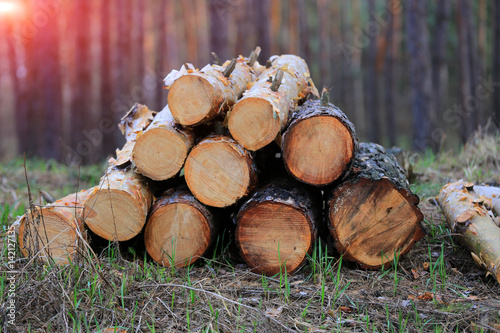 logs on evening meadow