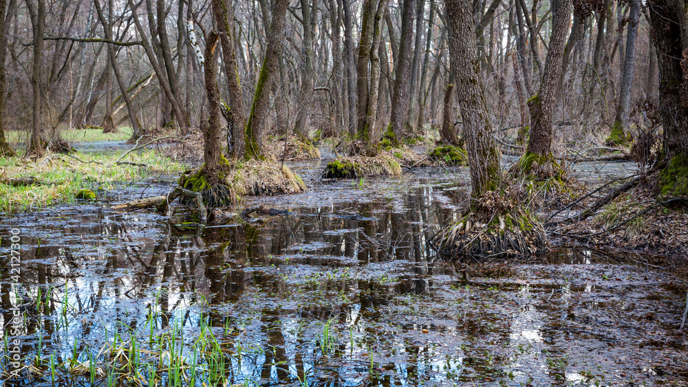Obraz premium spring in deep forest