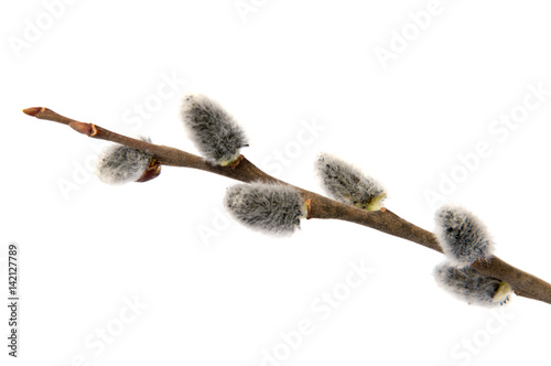 willow branch buds on the branch open buds on white background isolated
