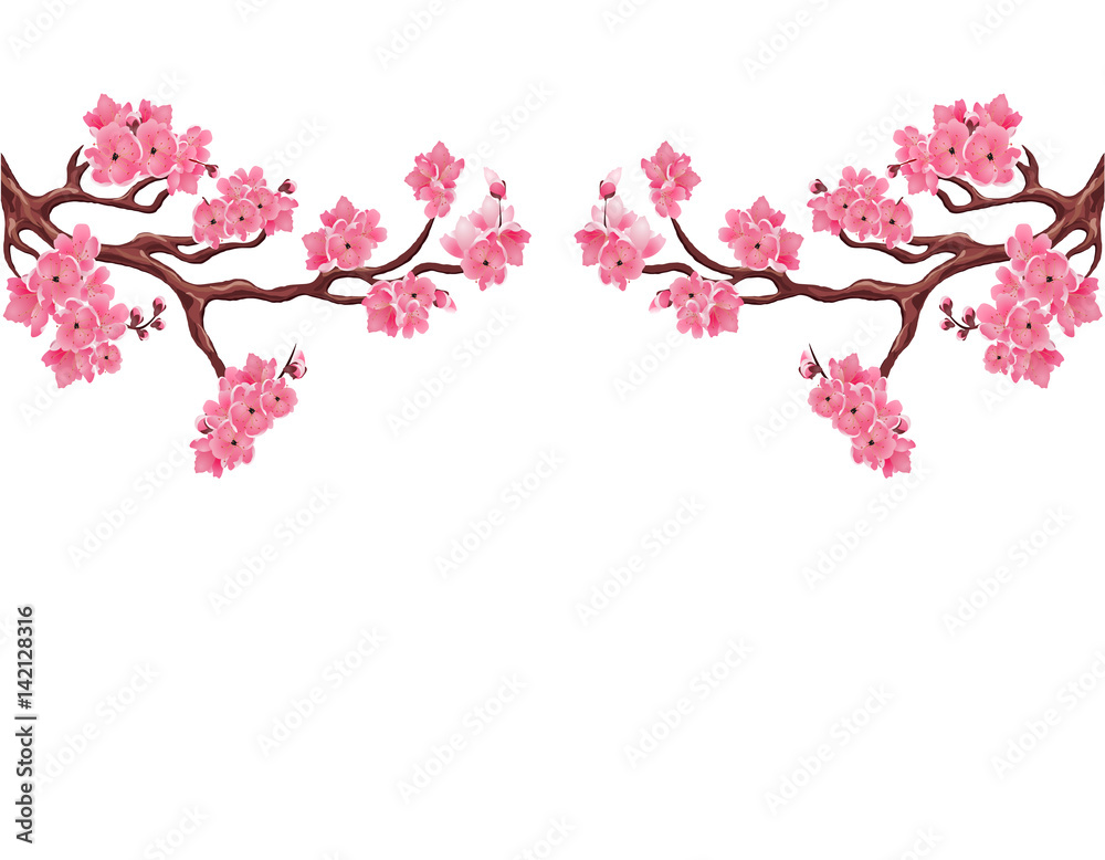 Two symmetrical branches with pink cherry blossoms. Sakura. Isolated on white background. illustration Two symmetrical branches with pink cherry blossoms. Sakura. Isolated on white background. illustration