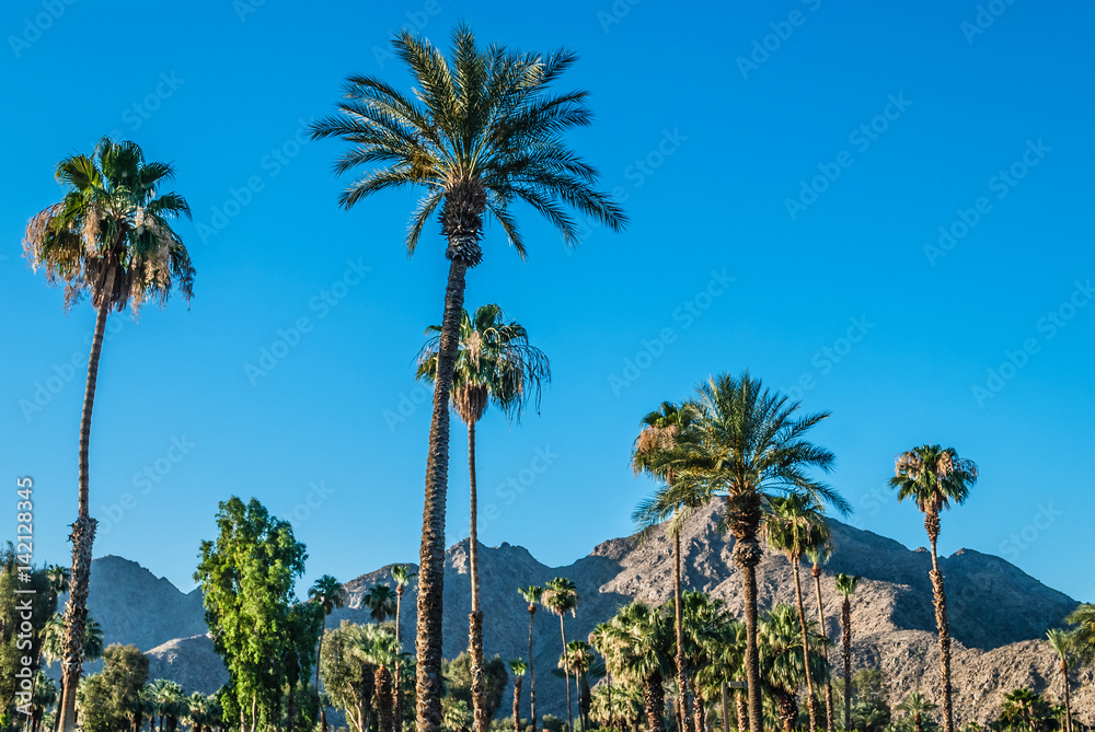 Naklejka premium Palm Trees of Palm Springs