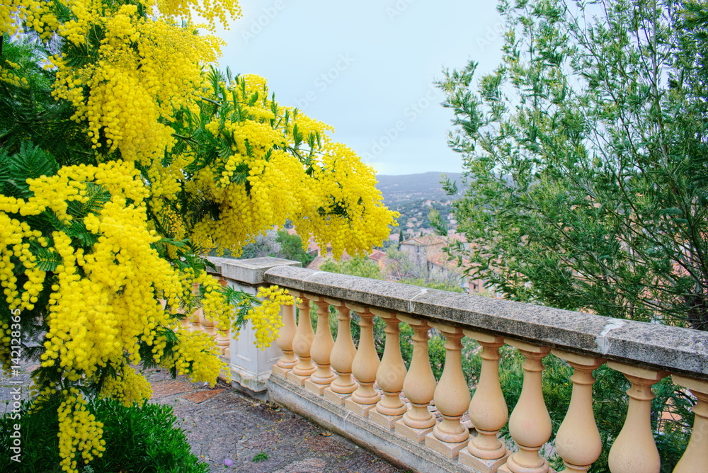 Arbre de mimosa en fleurs. Bormes-les-Mimosas.