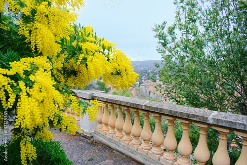 Obraz na płótnie Arbre de mimosa en fleurs. Bormes-les-Mimosas. w salonie