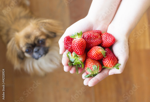 Erdbeeren, Hund bettelt