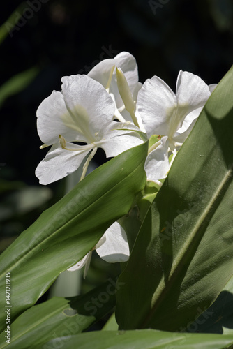 Fototapeta Naklejka Na Ścianę i Meble -  White ginger lily in bloom on dark garden background
