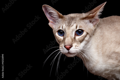 Portrait of Peterbald Sphynx Cat Curiosity Looks on Isolated Black background