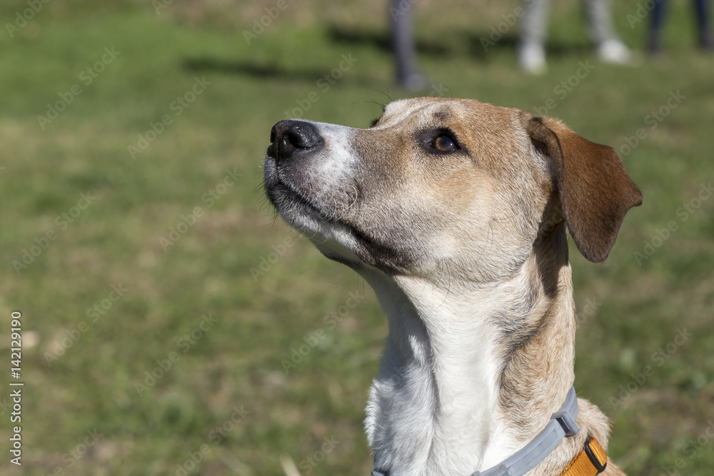 Cani al parco