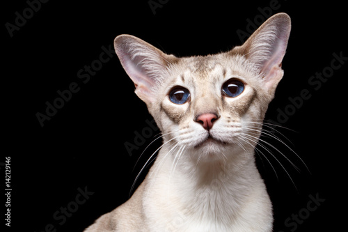 Portrait of Seamese Cat Curiosity Looks on Isolated Black background © izhphoto