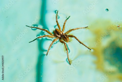 Spider floating in the pool