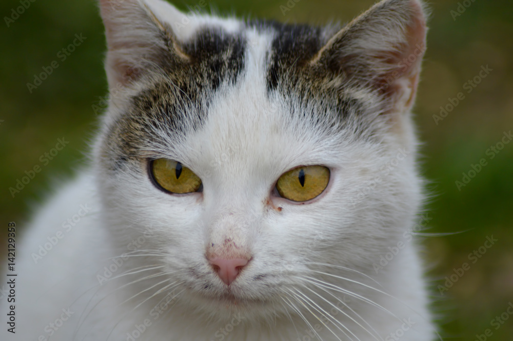 White cat eye macro photography