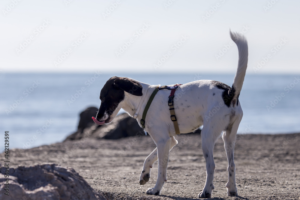 Cani in spiaggia