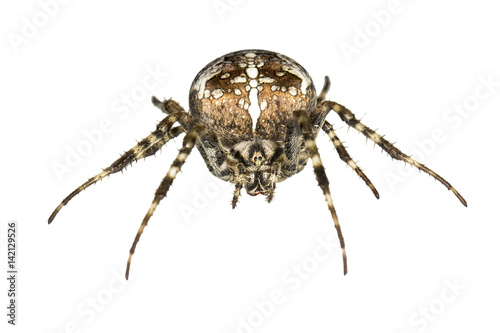 Spider