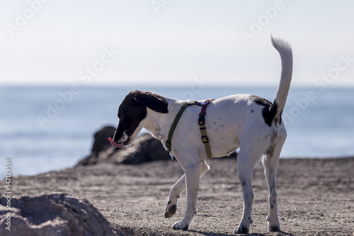Obraz na płótnie Cani in spiaggia w salonie
