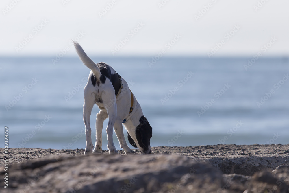 Cani in spiaggia