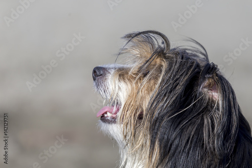 Obraz na płótnie Cani in spiaggia w salonie