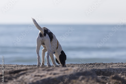 Obraz na płótnie Cani in spiaggia w salonie