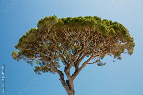 Stone pine tree